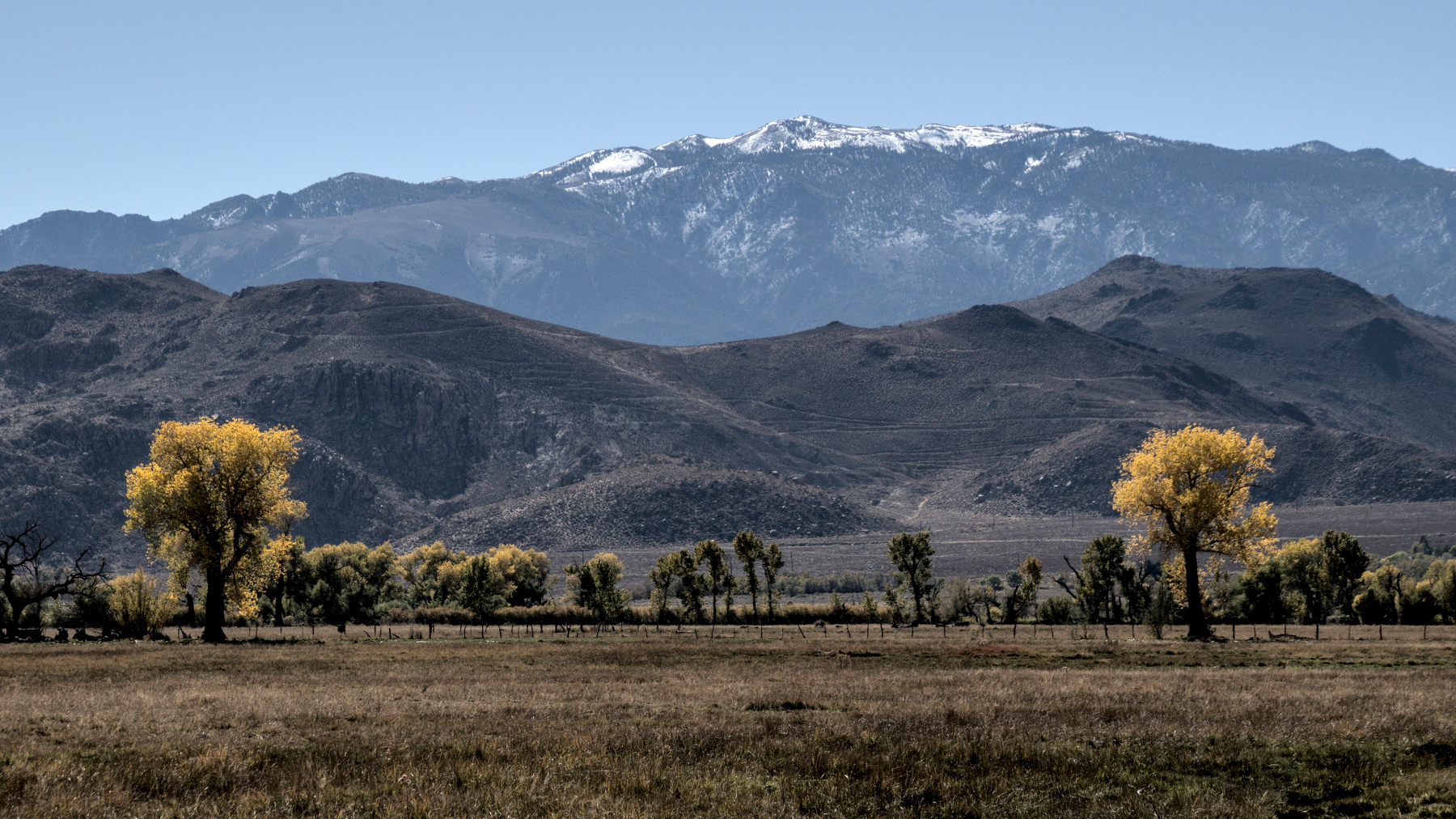 Golden trees in a mountain valley are spread wide apart, like bowling pins.