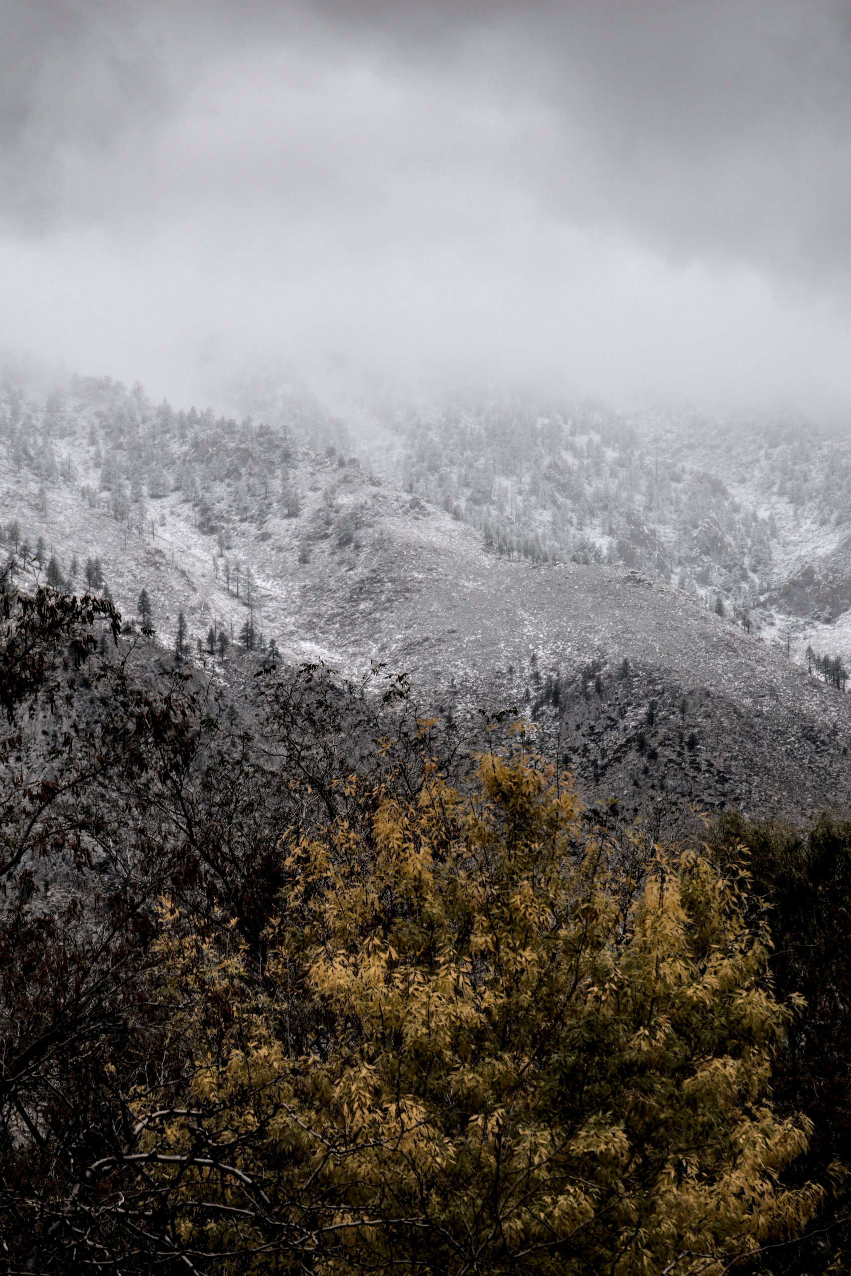 Trees in the foreground are in fall colors, while a snow covered mountain looms behind.