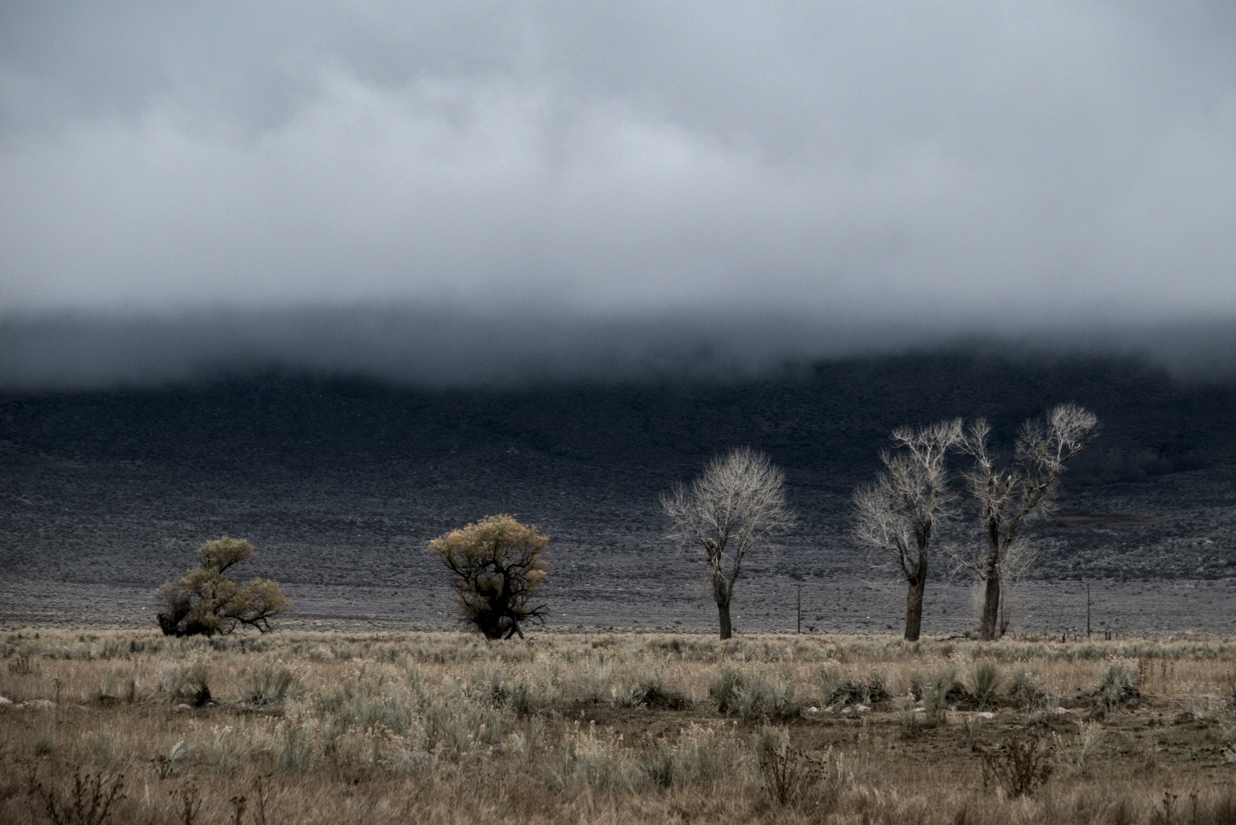 Five trees stand side by side in a pasture looking up at a mountain obscured by fog.
