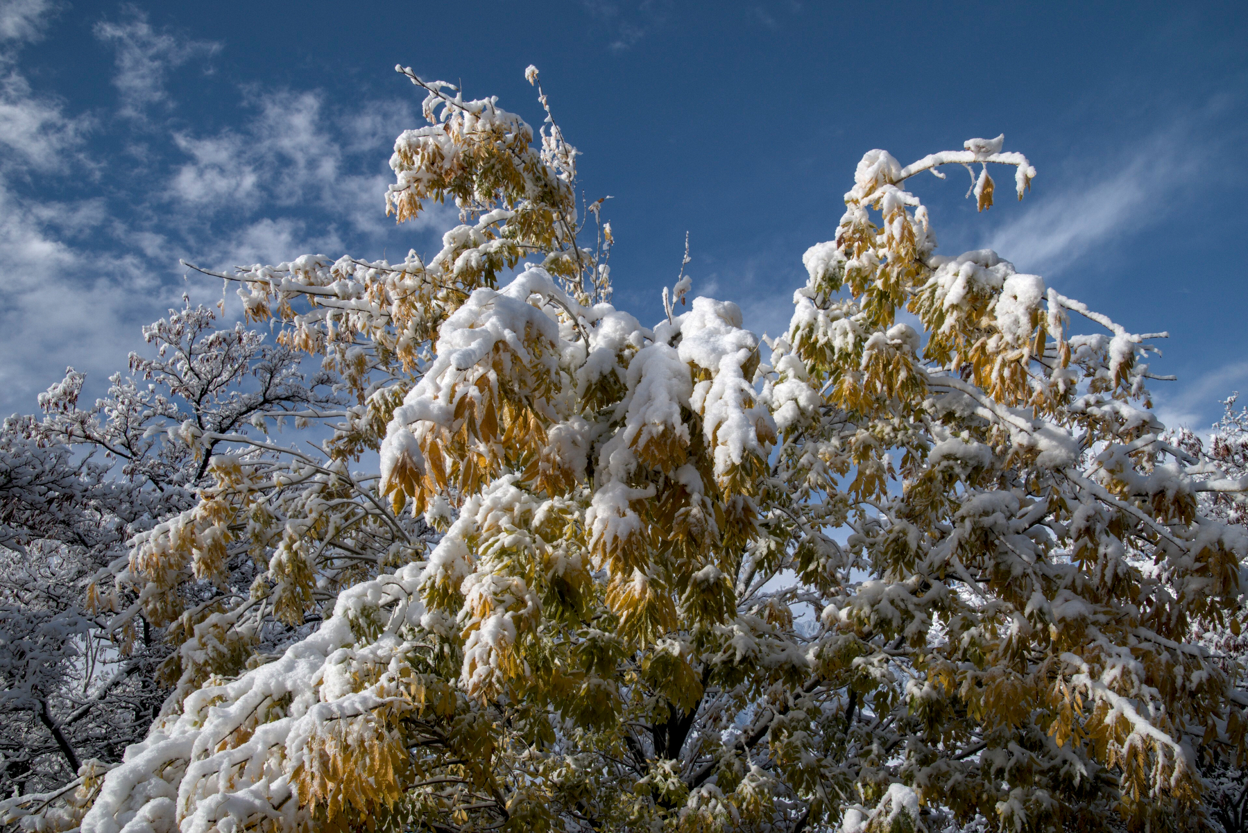 Yellow leaves on a small tree, covered in snow, with blue sky behind.