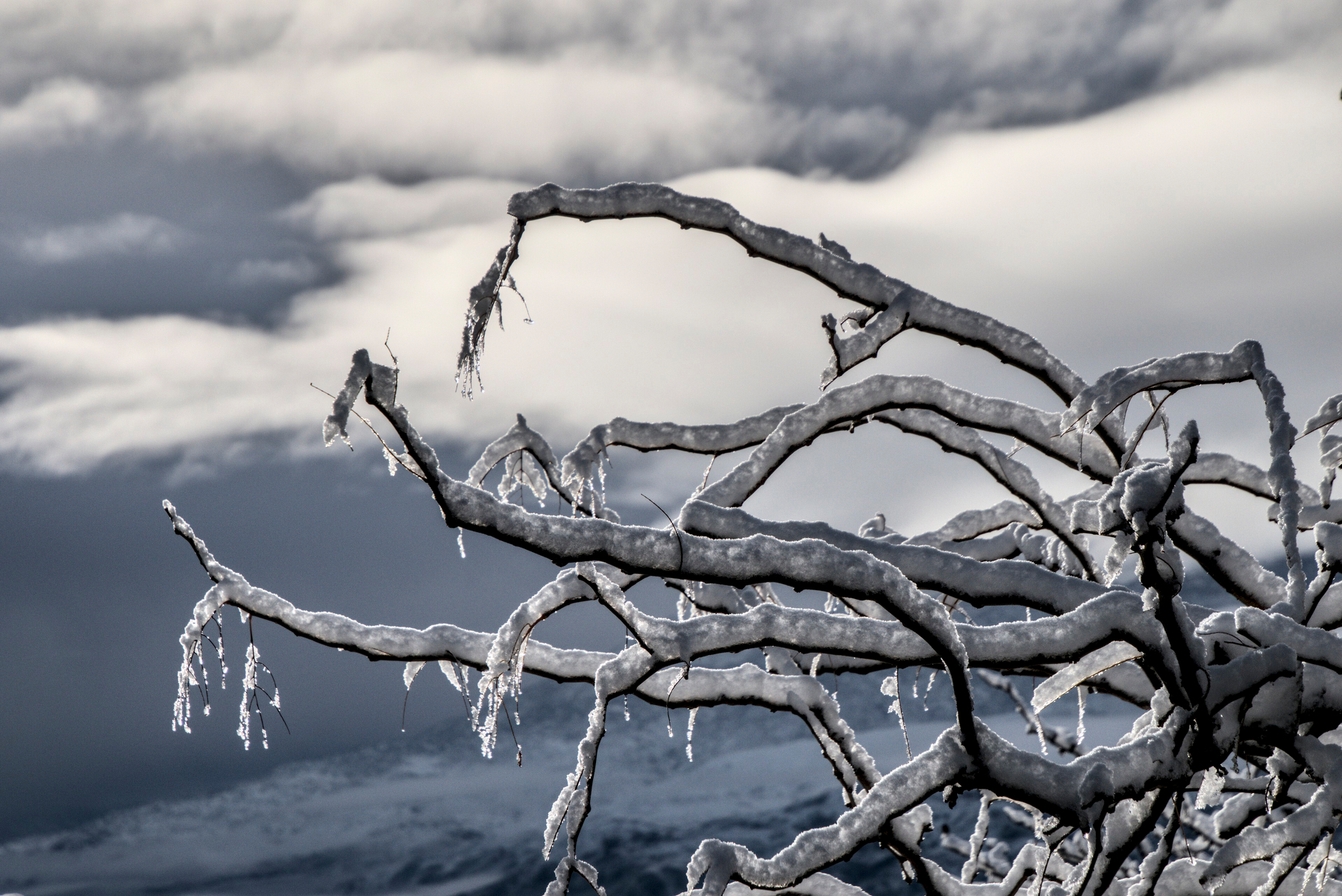 Icy snow on bare branches.