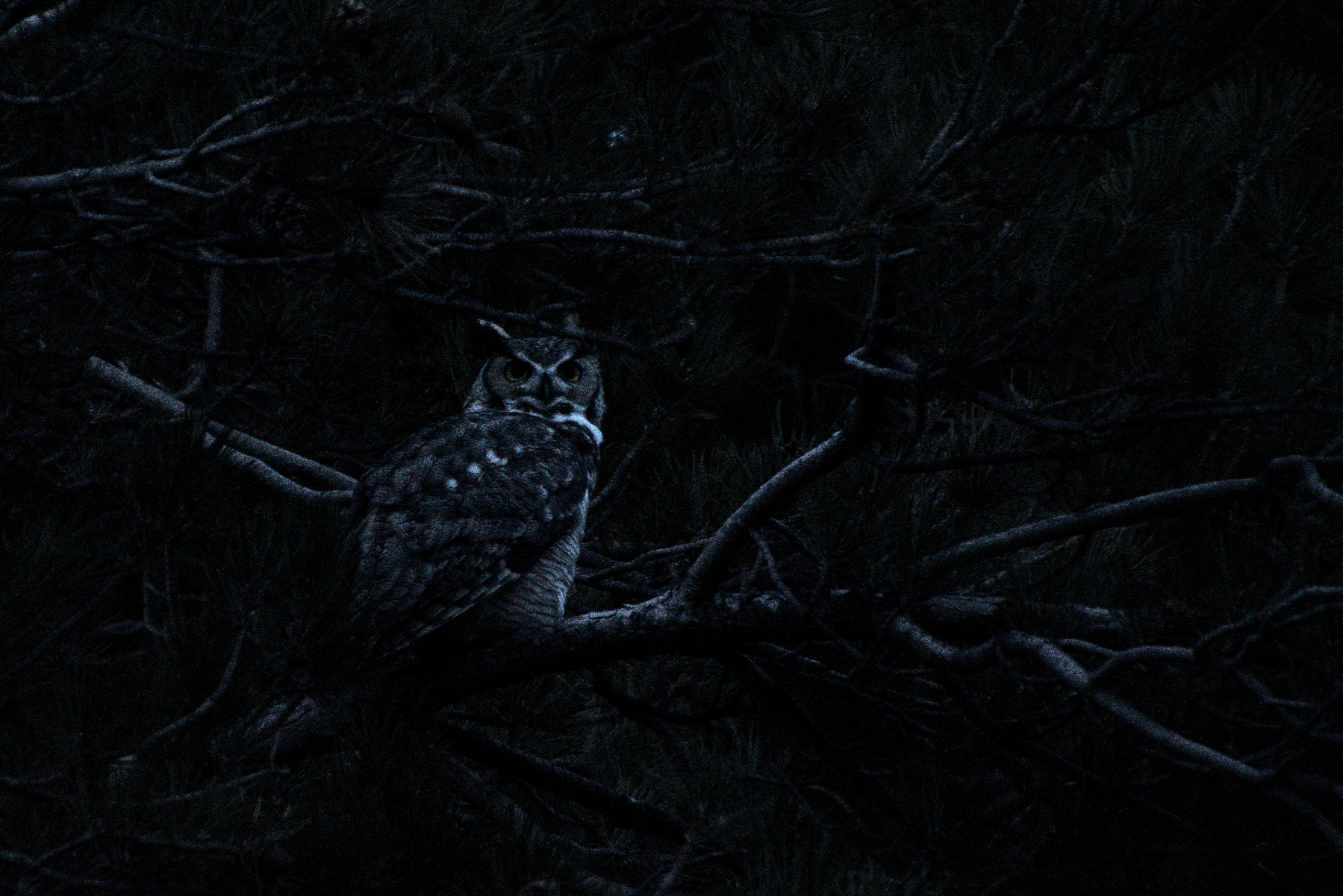 An owl is barely visible in the dark.