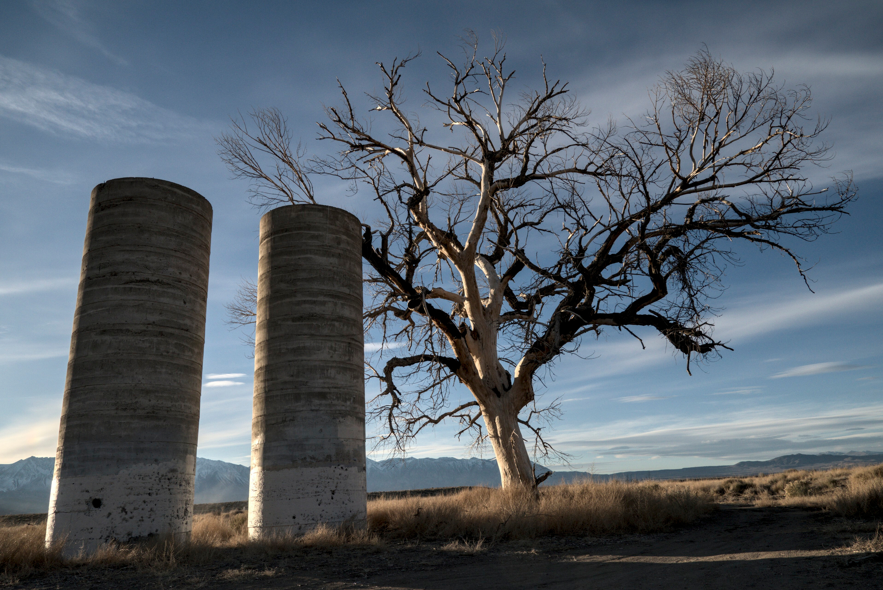 Two silos stand next to an old, dead tree.
