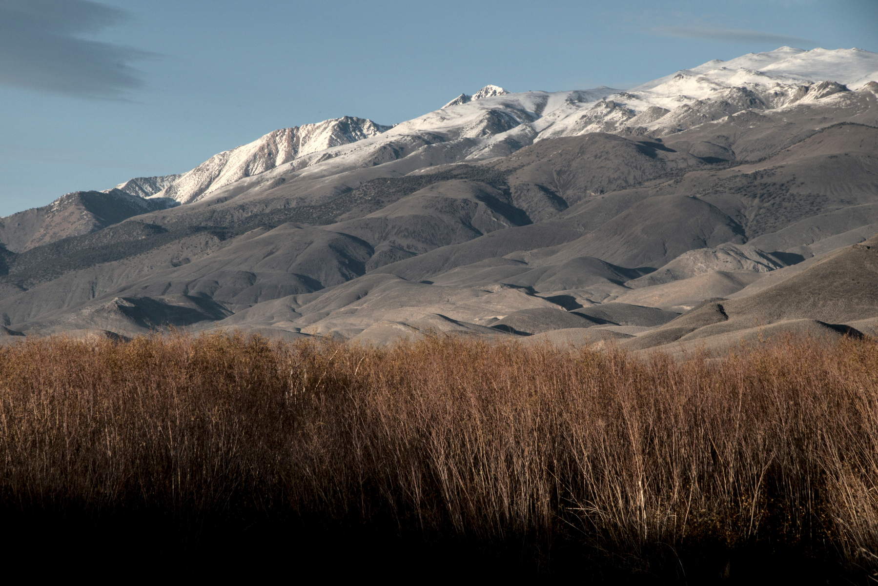 Willowy bushes fill the foreground, dusky mountains loom behind.