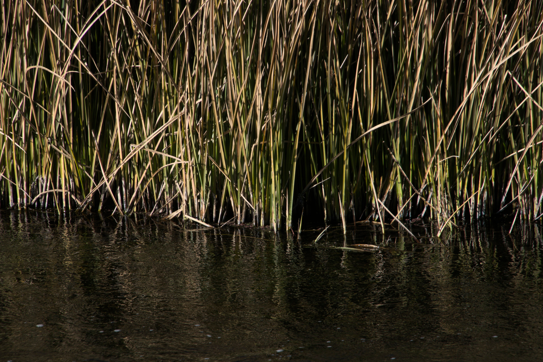 Reeds grow at the edge of a river.