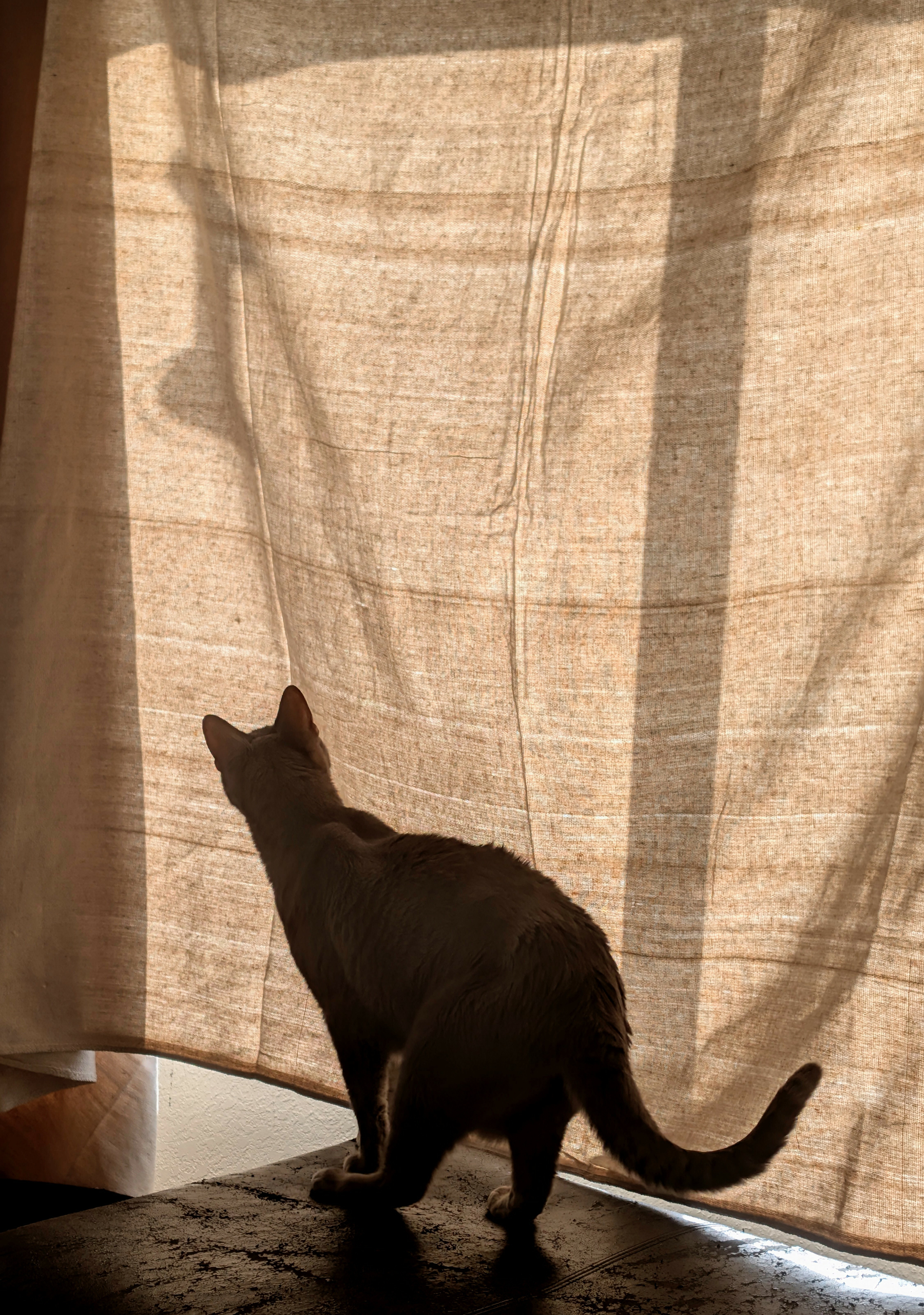 A cat stalks shadows falling on a curtain.
