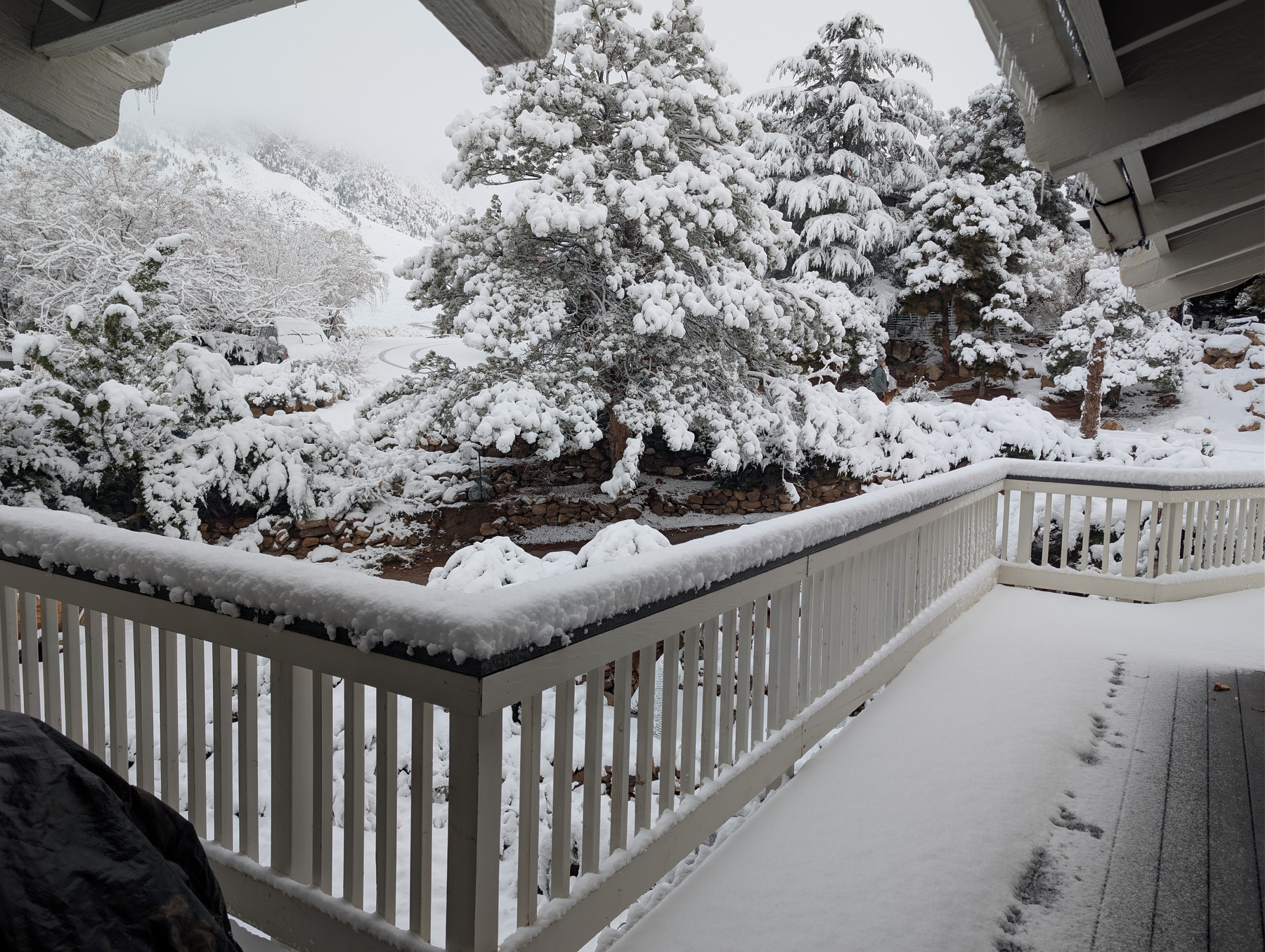 Fresh snow on an outdoor railing and the pine trees beyond.